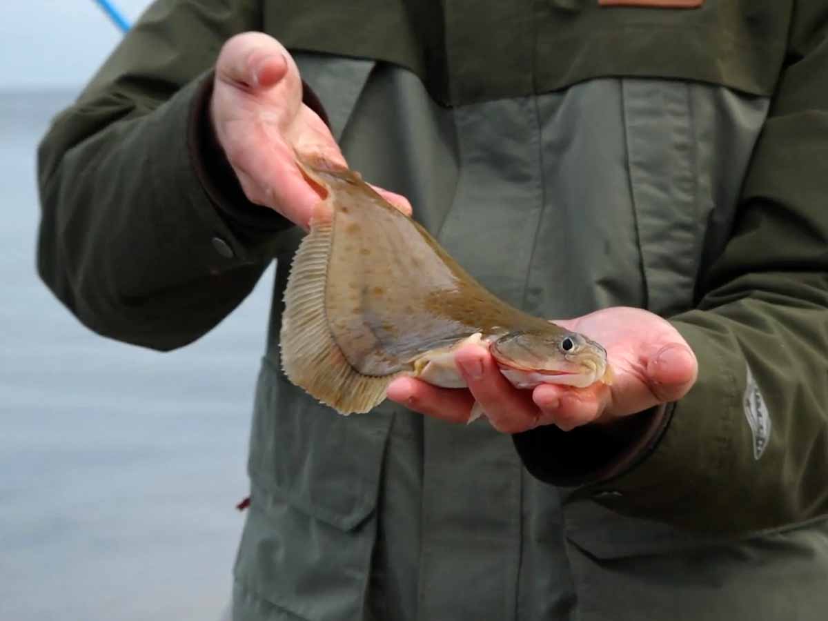 Die Hauptbeute beim Brandungsangeln sind Plattfische. Meistens beißen Flundern, immer wieder sind aber auch Klieschen dabei. Foto: Blinker