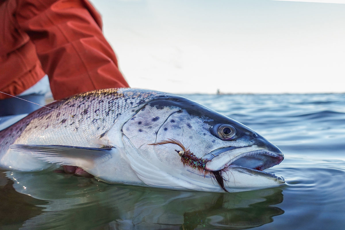 Meerforellen sind an der Ostseeküste rund um Dänemark verbreitet. Während der Laichzeit ziehen sie die Flüsse hinauf. Foto: BLINKER / F. Pippardt