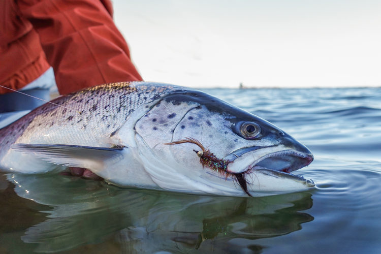 Meerforellen sind an der Ostseeküste rund um Dänemark verbreitet. Während der Laichzeit ziehen sie die Flüsse hinauf. Foto: BLINKER / F. Pippardt