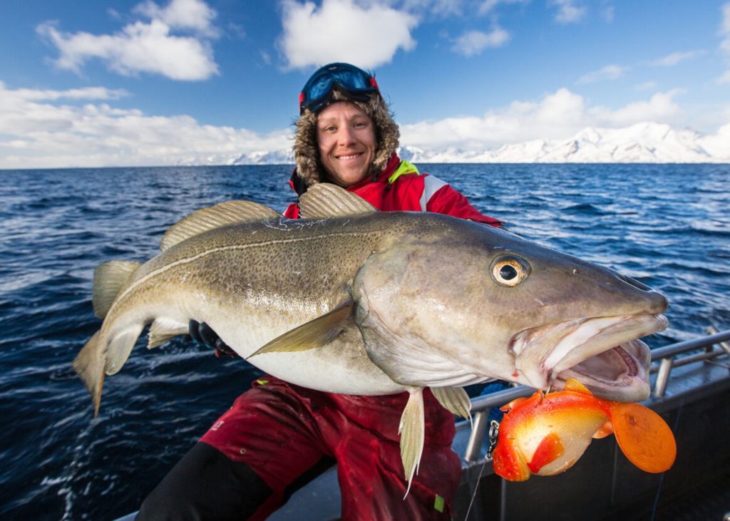 Großer Köder, großer Fisch. Diese Rechnung geht beim Skrei in der Regel auf, denn diese großen Dorsche jagen im Freiwasser andere Fischarten. Foto: M. Arnham