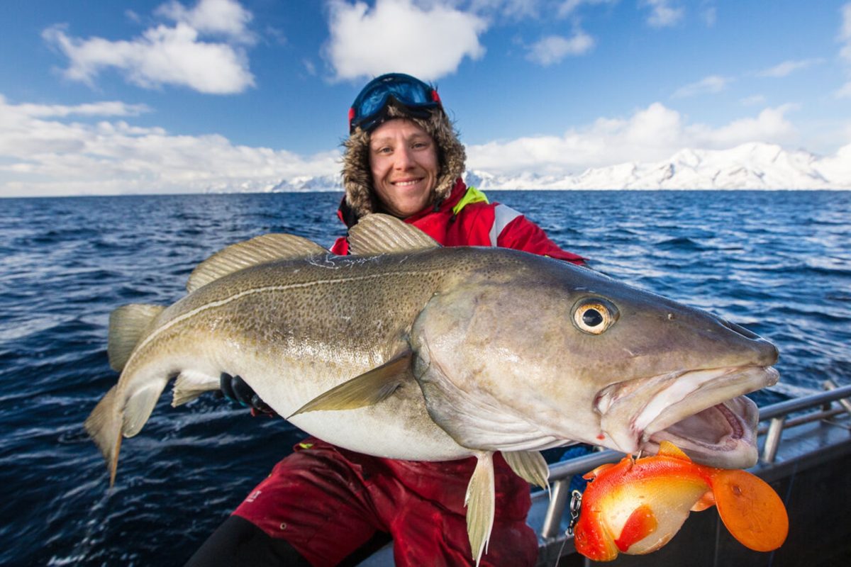 Großer Köder, großer Fisch. Diese Rechnung geht beim Skrei in der Regel auf, denn diese großen Dorsch jagen im Freiwasser andere Fischarten. Foto: M. Arnham