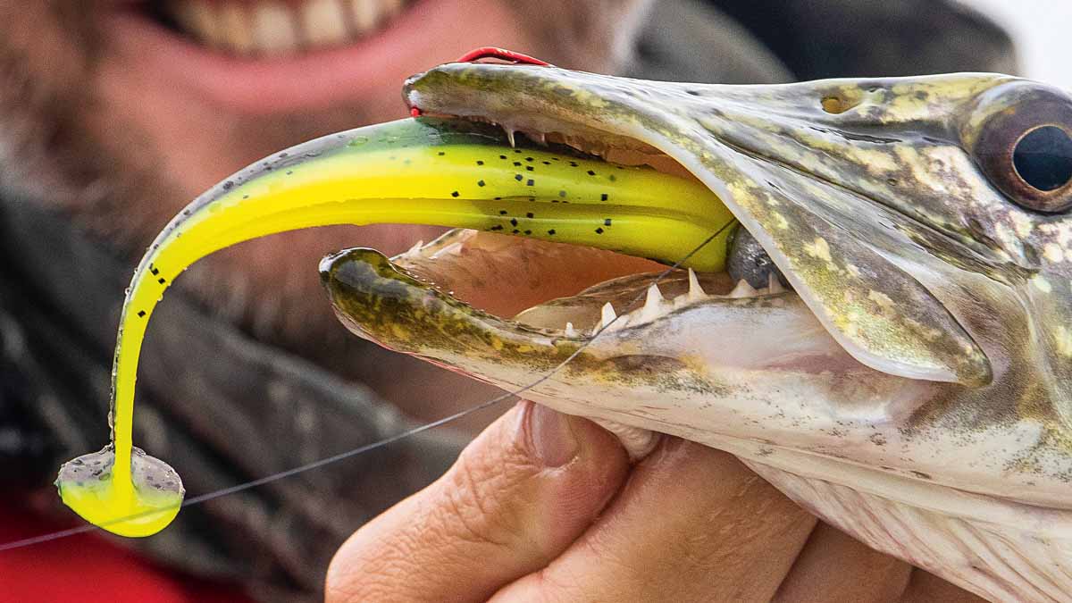 Die Mischung der Flexifix-Gummis hält einige Hechtbisse aus. Foto: F. Pippardt