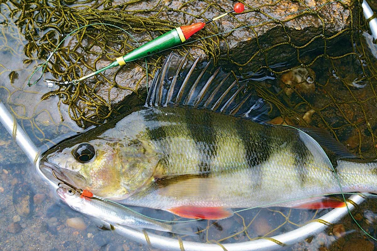 Da in niedersächsischen Flüssen viele Fische stark mit PFOS belastet sind, wird jetzt von häufigem Verzehr der Fische abgeraten.