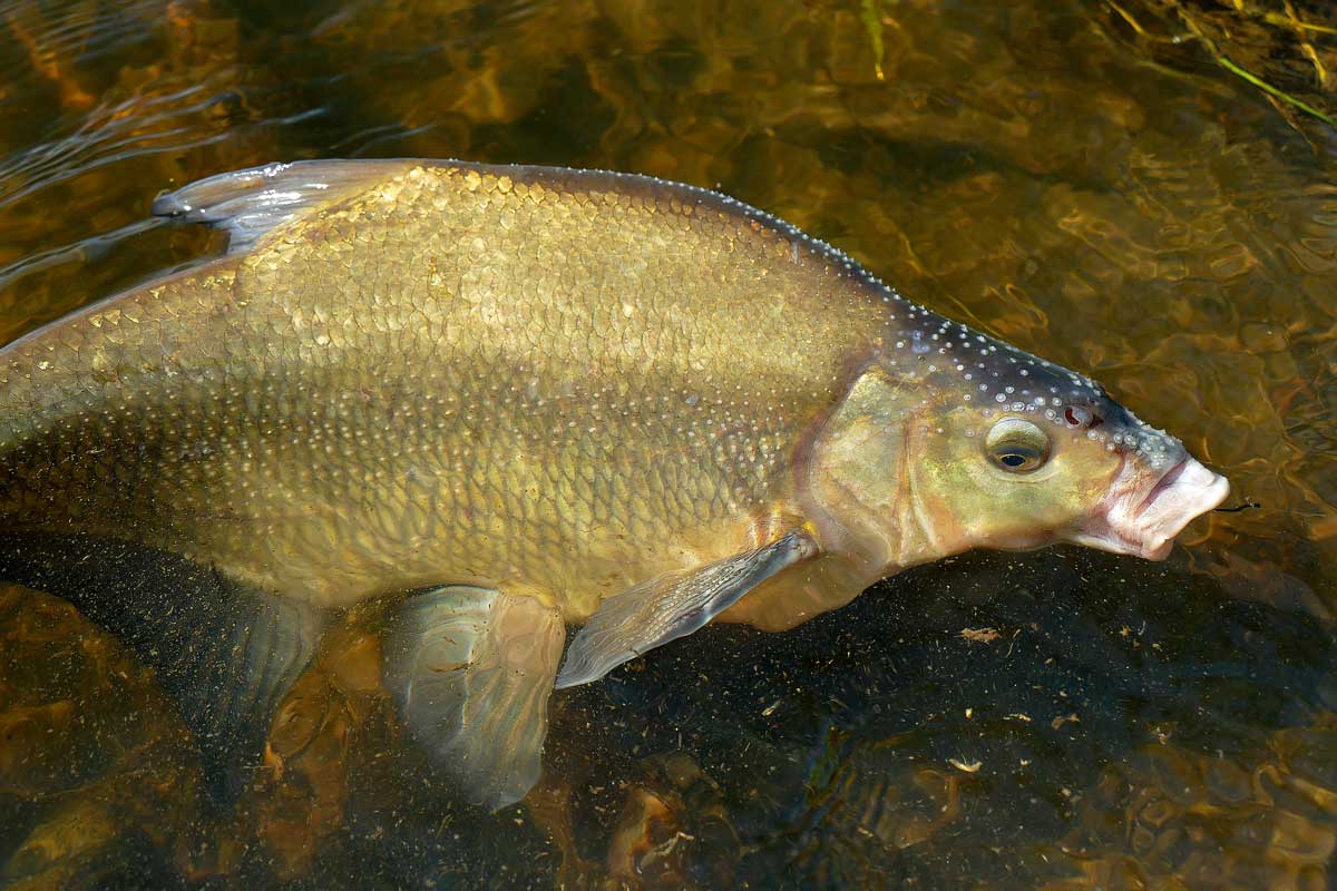 Neben dem Zander und dem Aal wurden auch Brassen auf die chemische Substanz getestet. Auch in ihnen wurde in allen Proben PFOS nachgewiesen.