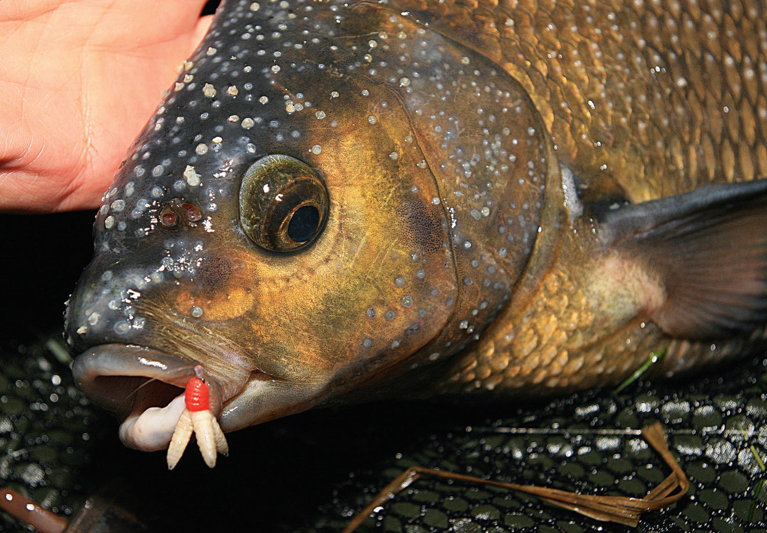 Dieser Brassen weist einen Laichausschlag auf, was an den bläschenförmigen Hautausstülpungen am Kopf des Fisches zu erkennen ist.