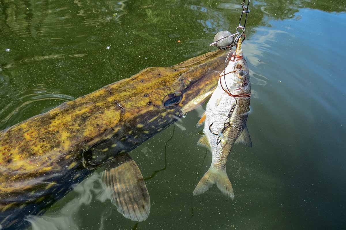 Erfolgreich mit dem DrachkovitchSystem auf Hecht BLINKER