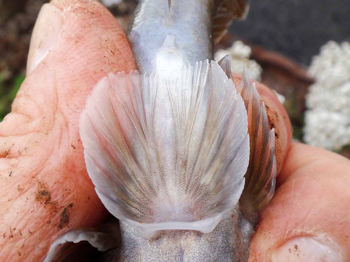 Mit saugnapfartig verwachsenen Brustflossen können sich Grundeln am Boden festhalten.