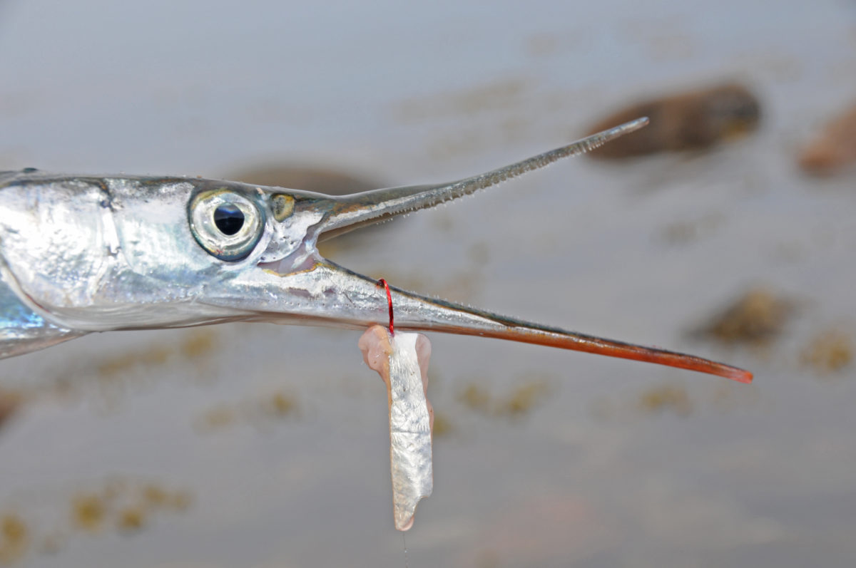 Je schlanker der Fischfetzen, desto besser kann der Hornhecht ihn bewältigen.