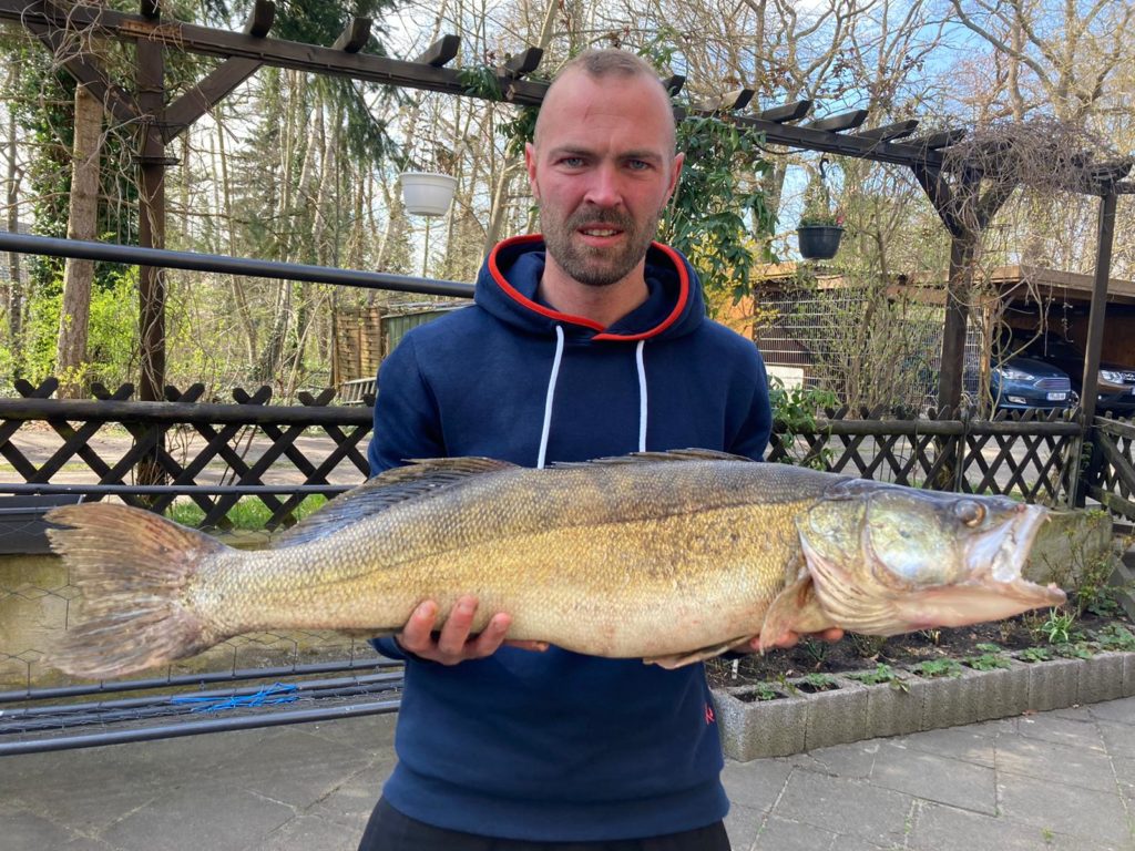 Der 90 Zentimeter lange Zander von Michael Poorten belegt einen der vorderen Plätze in der Hitparade. Foto: BLINKER-Hitparade