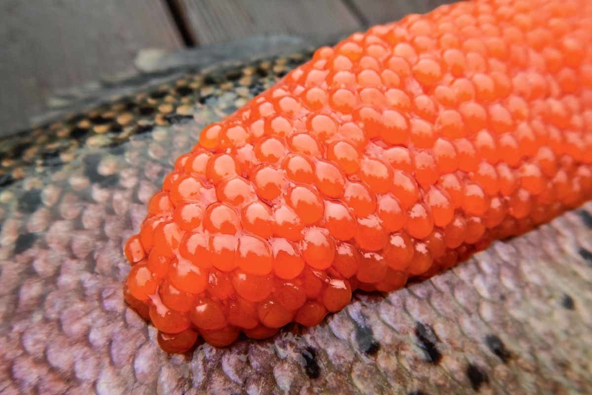 Fischeier von Forellen für Forellen: Rogen ist einer der besten Winterköder am Angelsee. Foto: F. Schlichting