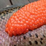 Fischeier von Forellen für Forellen: Rogen ist einer der besten Winterköder am Angelsee. Foto: F. Schlichting