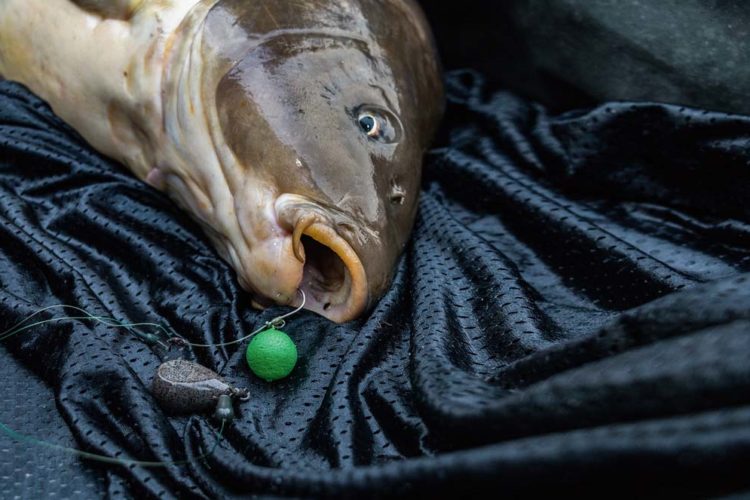 Auffällige Köder wie dieser neon­farbene Pop-Up-Boilie werden von Fischen schneller gefunden. Foto: F. Pippardt