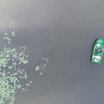 Am Seerosenfeld sollte immer eine Rute platziert werden, solange das Wasser warm ist. Die Fische finden hier Deckung und Nahrung. Foto: F. Pippardt