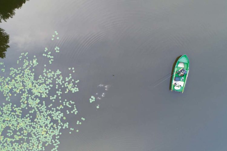 Am Seerosenfeld sollte immer eine Rute platziert werden, solange das Wasser warm ist. Die Fische finden hier Deckung und Nahrung. Foto: F. Pippardt