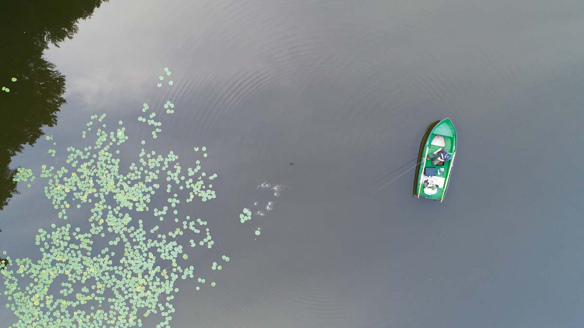Am Seerosenfeld sollte immer eine Rute platziert werden, solange das Wasser warm ist. Die Karpfen finden hier Deckung und Nahrung.