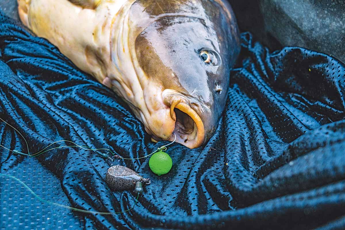 SAUBER GEHAKT Der Fisch liegt im Kescher! Das Chod Rig hat sauber in der Unterlippe gehakt. Foto: F. Pippardt