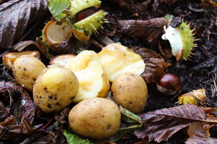 Kartoffeln - ein natürlicher und günstiger Köder.