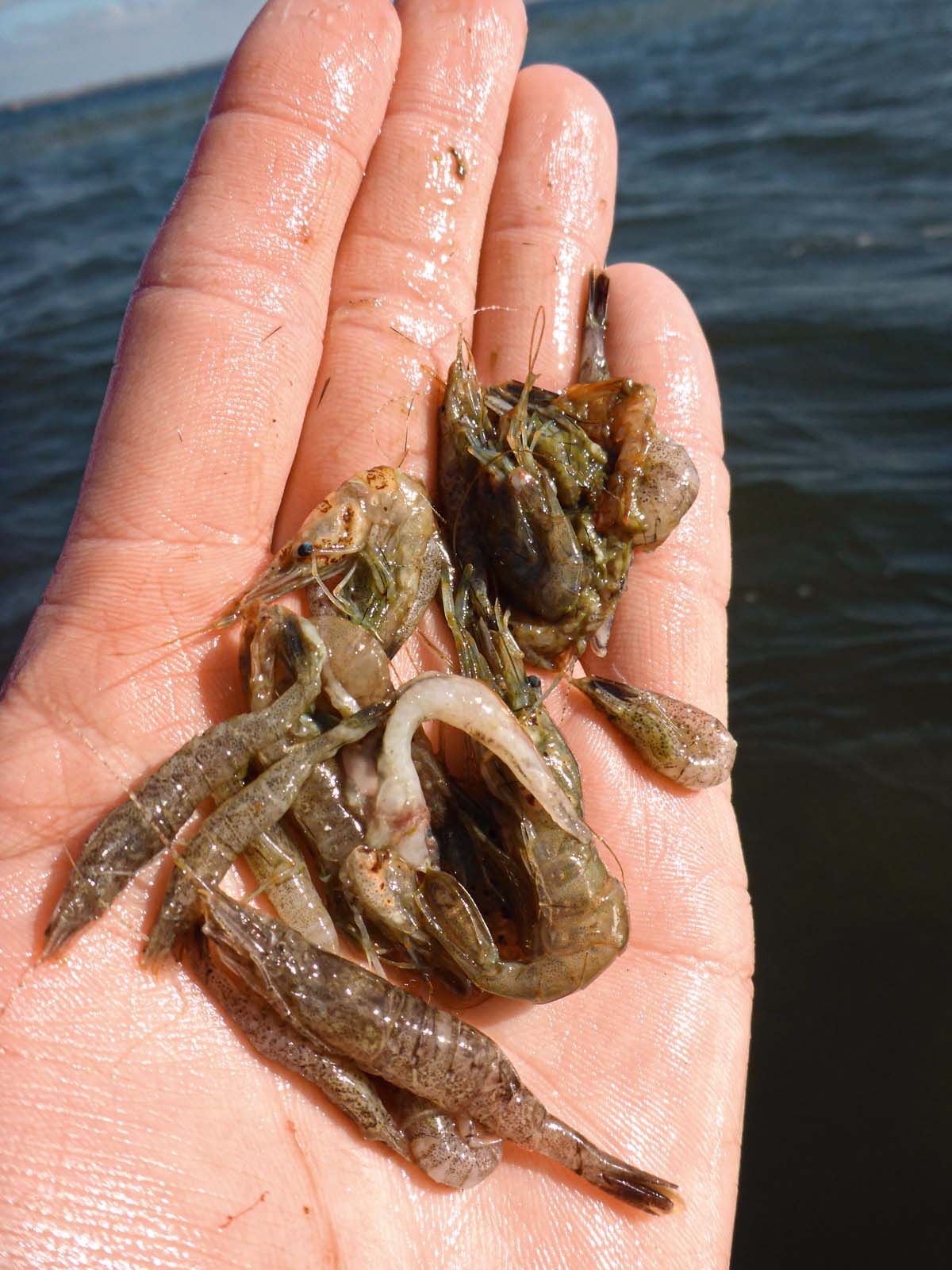  Die Forellen fressen im Frühjahr recht ungerichtet, wie der Mageninhalt aus großen und kleinen Garnelen, Grundeln und ein paar Wasserasseln zeigte.