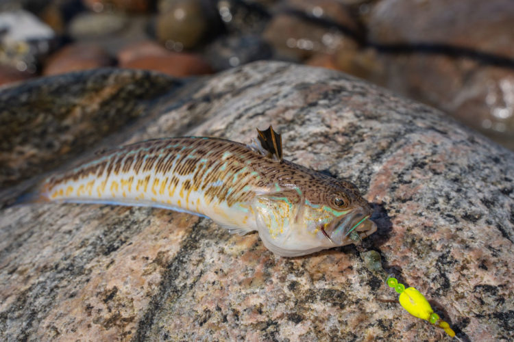 Aufgrund seiner fiesen Giftstacheln ist das Petermännchen sehr gefährlich. Es gehört mit zu den gefährlichsten Gifttieren Europas. Foto: J. Radtke