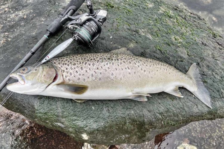 Trendfisch Meerforelle: Wir widmen dem Silber der See ein großes Spezial. Foto: R. Korn