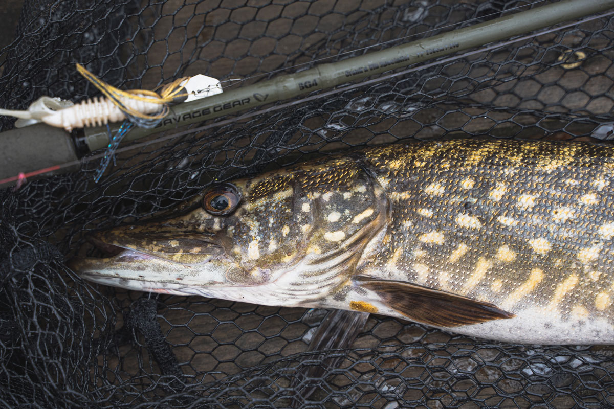 Mit der Crank & Vib Specialist ließ der Fangerfolg nicht lange auf sich warten – das Angeln mit Chatterbaits macht an dieser Rute einfach nur Spaß! Foto: C. Grube