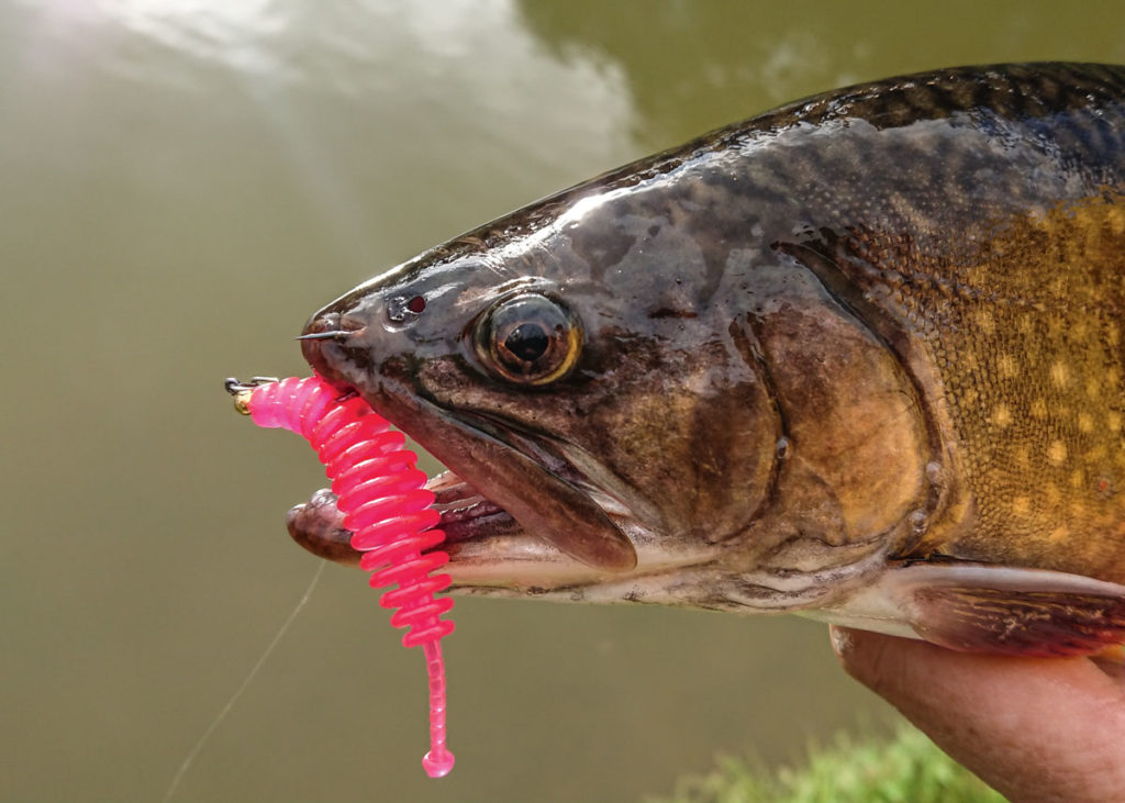 Als bezahnte Raubfische werden besetzte Saiblinge häufiger als Forellen mit Kunstködern gefangen. Besonders kleine Gummis scheinen den Räubern zu gefallen.
