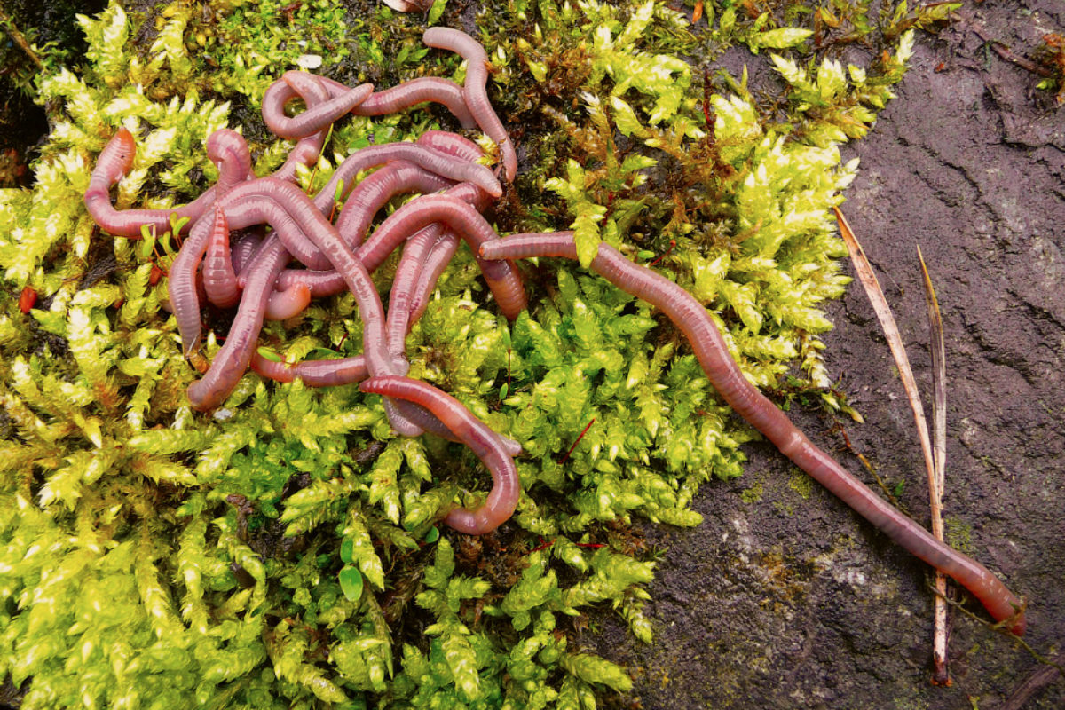 Wurmer Suchen Und Lagern So Wird Es Richtig Gemacht