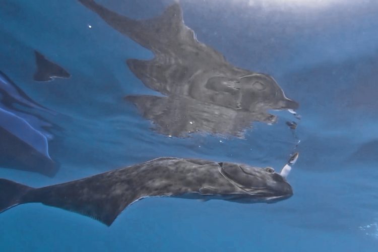 Das große Heilbutt-Spezial mit Anleitung zur perfekten Landung und zum Fischen mit Kreishaken. Foto: Liebetanz