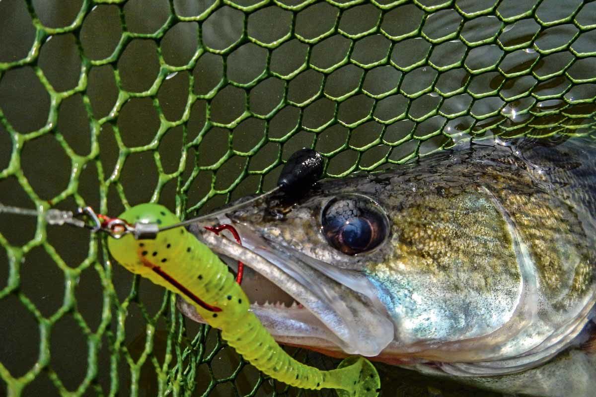 Dieses Raubfisch-Kderset bringt dich zum Fisch! - BLINKER