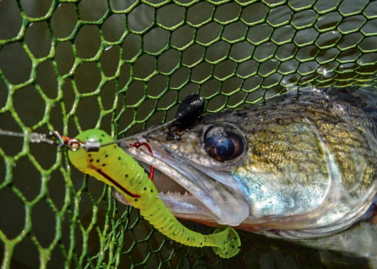 Dieses Raubfisch-Kderset bringt dich zum Fisch! - BLINKER