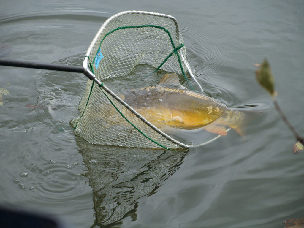 Nach einem Dammbruch im Horbachtal mussten Tierretter mehrere Fische aus Teichen retten, darunter auch große Karpfen. (Symbolbild) Foto: A. Pawlitzki