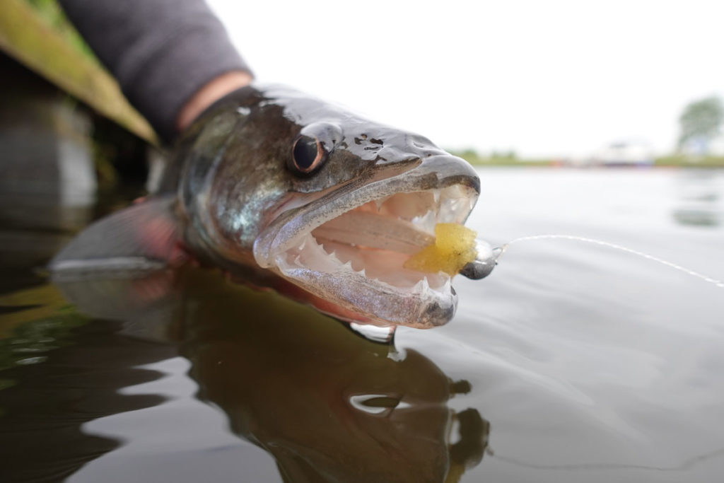 Bei uns ein beliebter Zielfisch, auf der Insel eine invasive Art: Zander in Großbritannien dürfen nicht zurückgesetzt werden. Foto: F. Pippardt