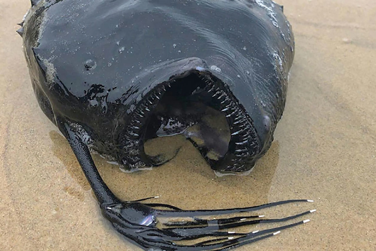 Mit der Laterne am Kopf lockt der Anglerfisch in 600 bis 900 m Tiefe seine Beute an. Es ist äußerst selten, dass Fische aus dieser Tiefe an den Strand geschwemmt werden.