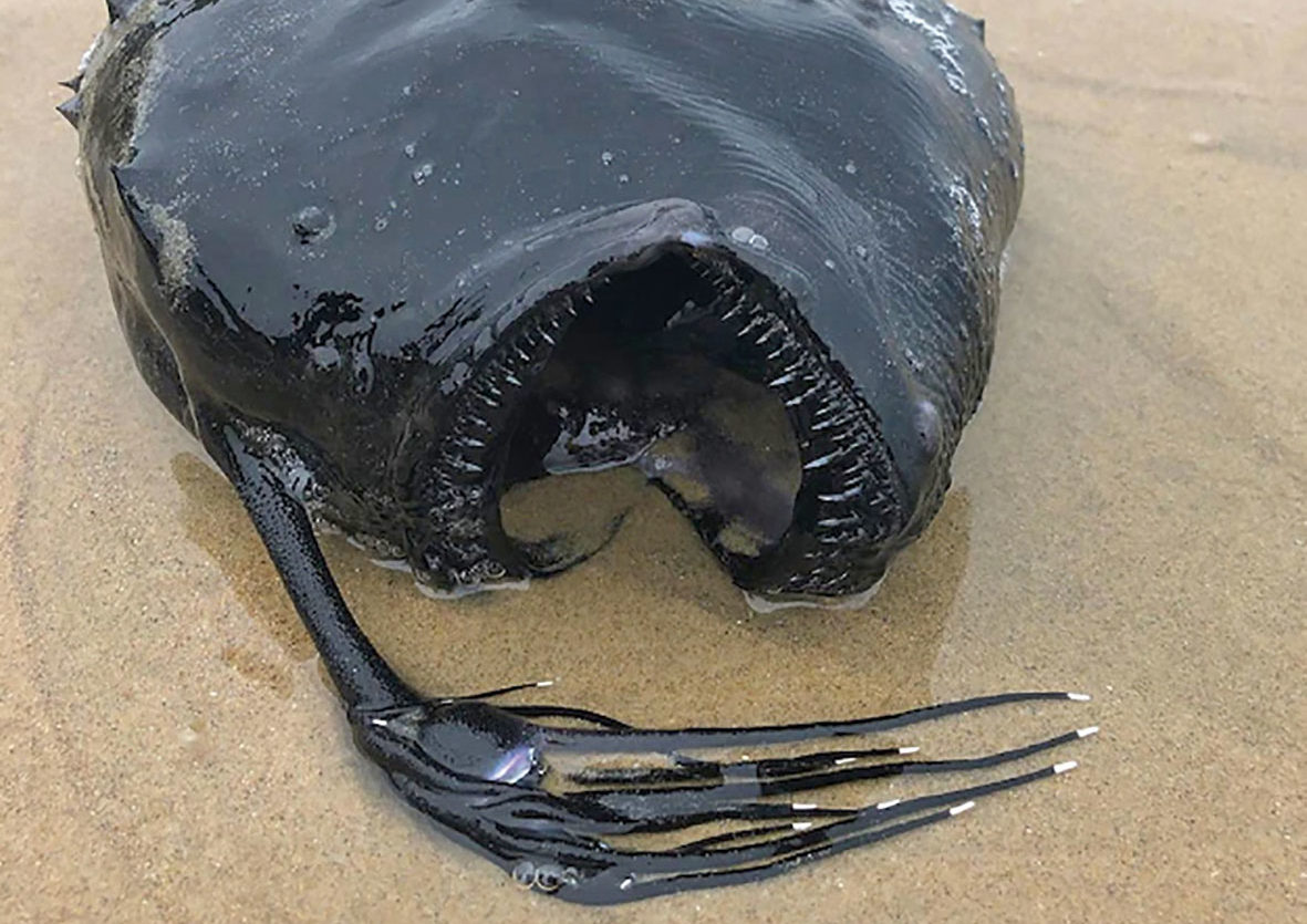 Tiefsee-Monster (Pazifik-Fußballfisch) in Kalifornien angespült - BLINKER