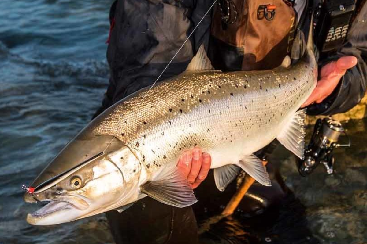Der Traum jedes Küstenanglers: Einmal einen Blankfisch wie diesen fangen, in dessen Maul selbst ein Durchlaufblinker von 30 Gramm klein wirkt. Foto: A. Aggerlund / Westin Fishing