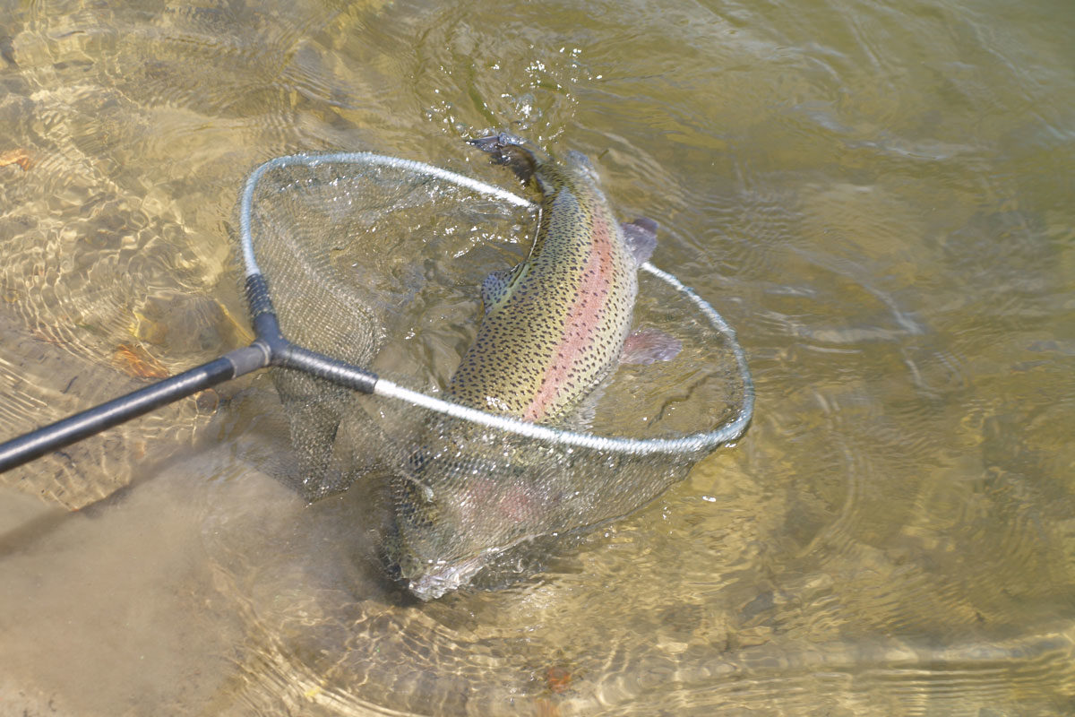 Die Fischkrankheit IHN befällt vor allem Lachsartige. (Symbolbild) Foto: A. Pawlitzki