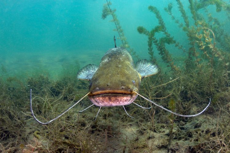 Tennessee: Ein Wels schwimmt im Wasser.