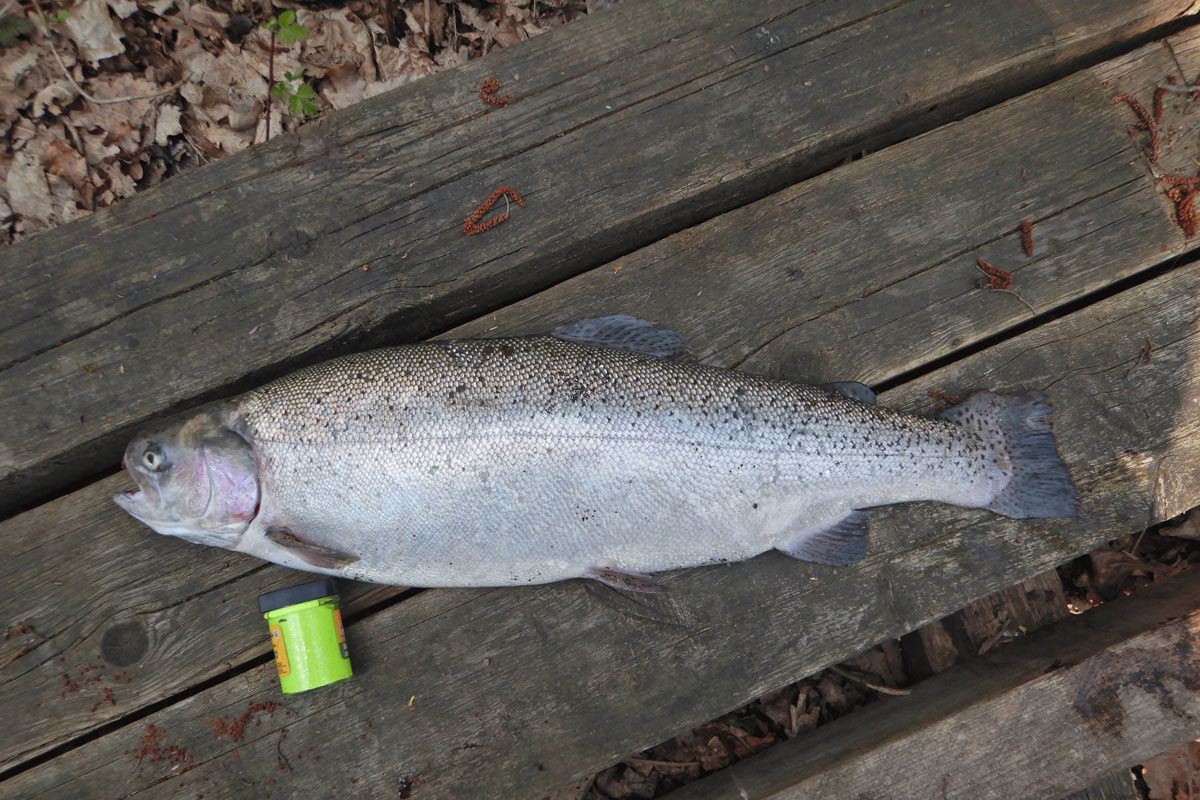 Wie schwer ist diese Forelle? Wer dem Gewicht am nächsten kommt, hat die Chance auf einen tollen Preis von MB Fishing! Foto: ANGELSEE aktuell