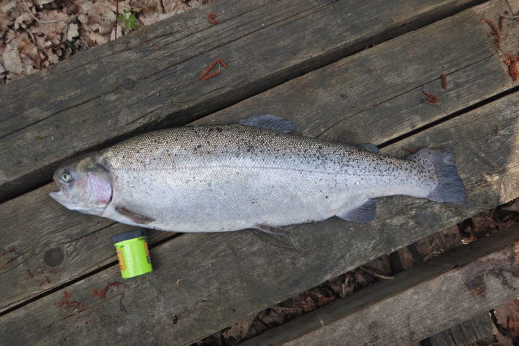 Wie schwer ist diese Forelle? Wer dem Gewicht am nächsten kommt, hat die Chance auf einen tollen Preis von MB Fishing! Foto: ANGELSEE aktuell
