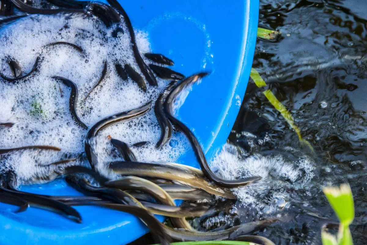 Ein Wehr in Rathenow wäre für zahllose Aale in der Havel fast zur Todesfalle geworden. Mit einer Rettungsaktion verhinderten Angler eine Katastrophe. Foto: LAVB / Marcel Weichenhan