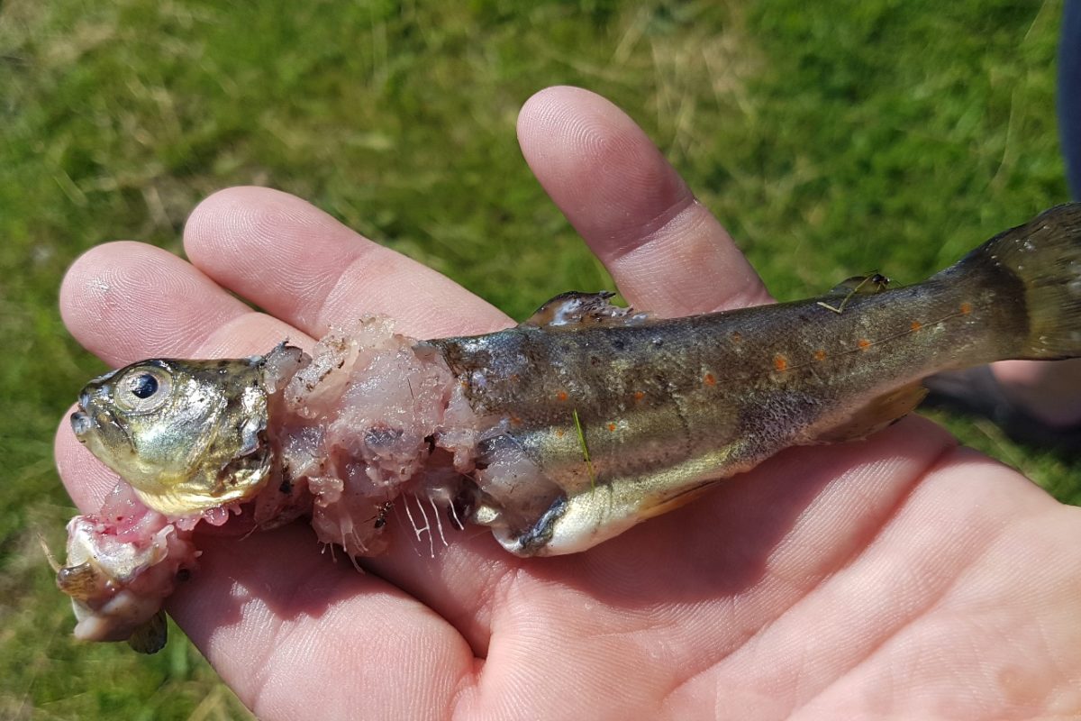 Eine junge Bachforelle. Häufig werden Fische vom Fischotter nur angefressen, aber nicht gänzlich verspeist. Für Teichwirtschaften in Bayern werden die Tiere zu einem ernsthaften Problem. Foto: LFV Bayern