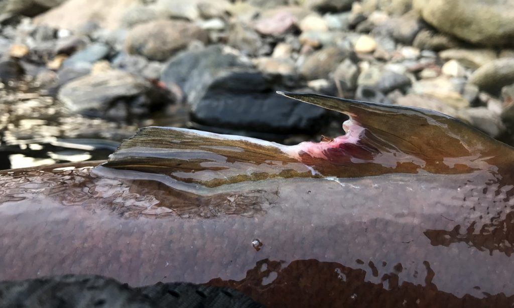 Auch große Fische, wie dieser Huchen, werden Opfer von Ottern. Ihre Flossen werden attackiert, nach einem Biss verpilzen die Wunden und der Fisch stirbt letztendlich. Ein wertvoller Laichfisch geht dem Gewässer verloren. Foto: C. Ratschan