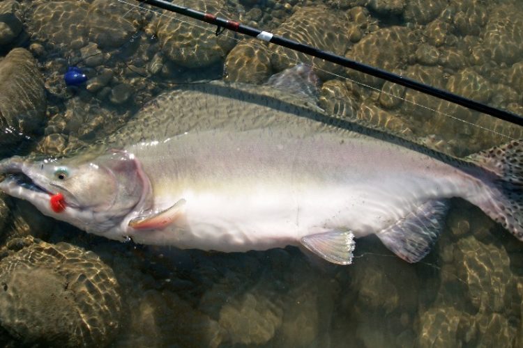 In Norwegen und auch Schweden werden immer mehr Buckellachse gesichtet. Die männlichen Fische entwickeln während der Laichzeit einen gewaltigen Buckel, daher der Name. Foto: A. Pawlitzki