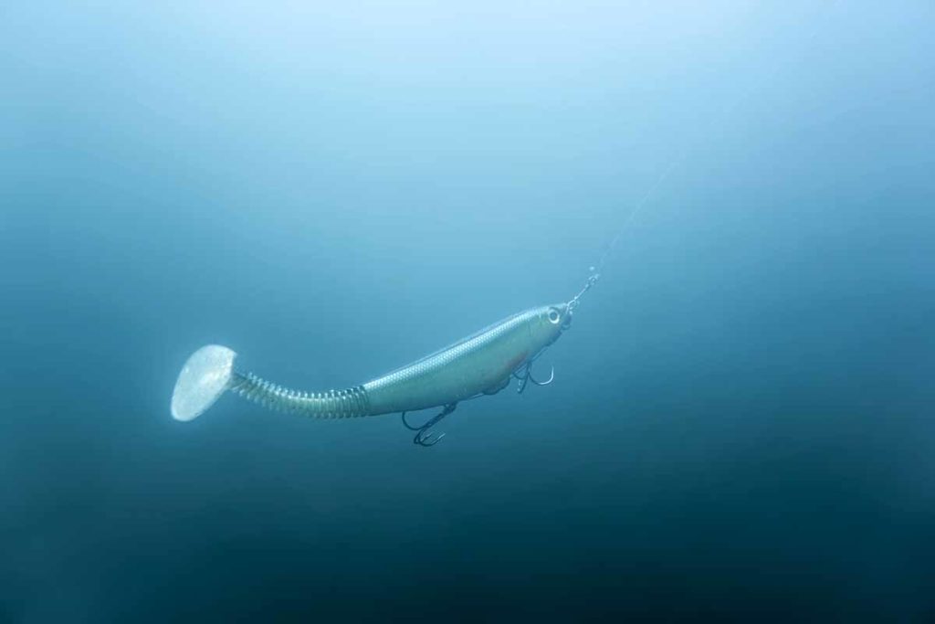 Großhecht-Perspektive: Das gemütlich durchs Freiwasser wackelnde Opfertier kann er auf großen Entfernungen wahrnehmen. Hat er Hunger, wird er es nehmen – die Beute ist zu leicht. Foto: F. Pippardt