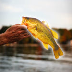 Der US-Amerikaner Josh Rodgers fing am Beaver Lake in Arkansas einen wirklich seltenen Fisch: Ein goldener Barsch ging ihm an den Haken. (Wir können sowas ja nur mit Photoshop …) Foto: Jeff Vanderspank / Unsplash
