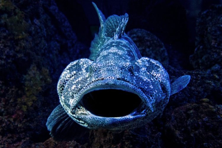 Wenn ein Riesenzackenbarsch (Goliath Grouper) zuschnappt, hat selbst ein Hai keine Chance. Foto: David Clode / Unsplash