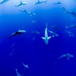 Eine Gruppe von Haien schwimmt durch tiefblaues Wasser.
