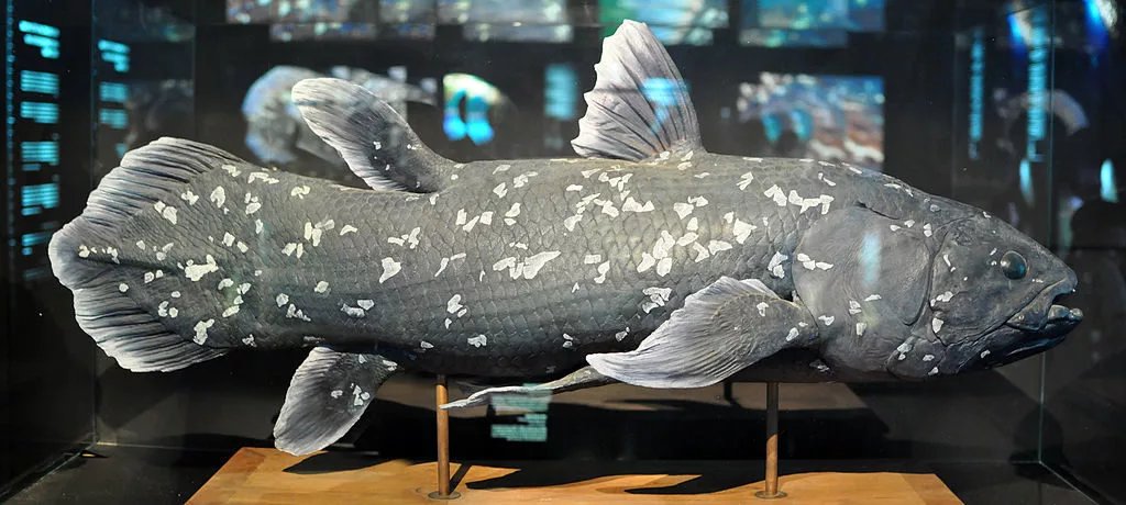 Nachbildung eines Quastenflossers. Die Fische können ihre Brustflossen fast um 180 Grad bewegen, frühe Arten könnten sich damit am Meeresgrund fortbewegt haben. Foto: Citron / Wikimedia Commons
