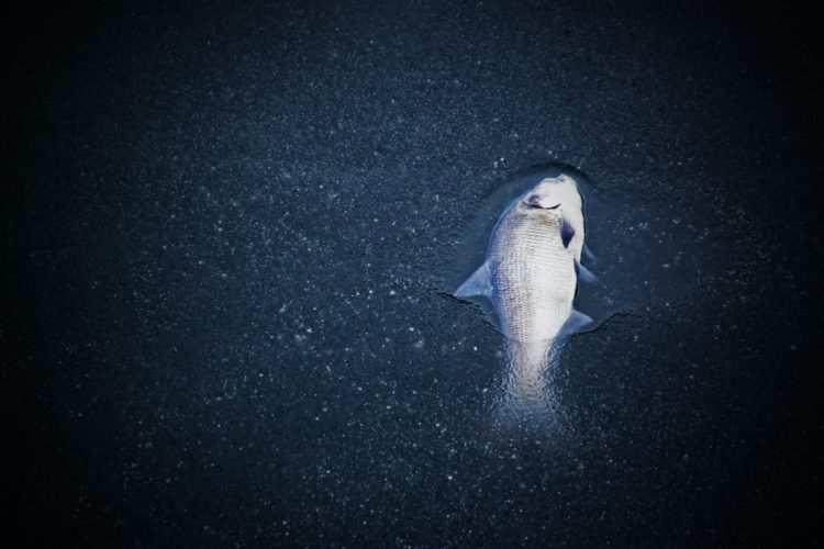 Ein toter Fisch schwimmt an der Wasseroberfläche