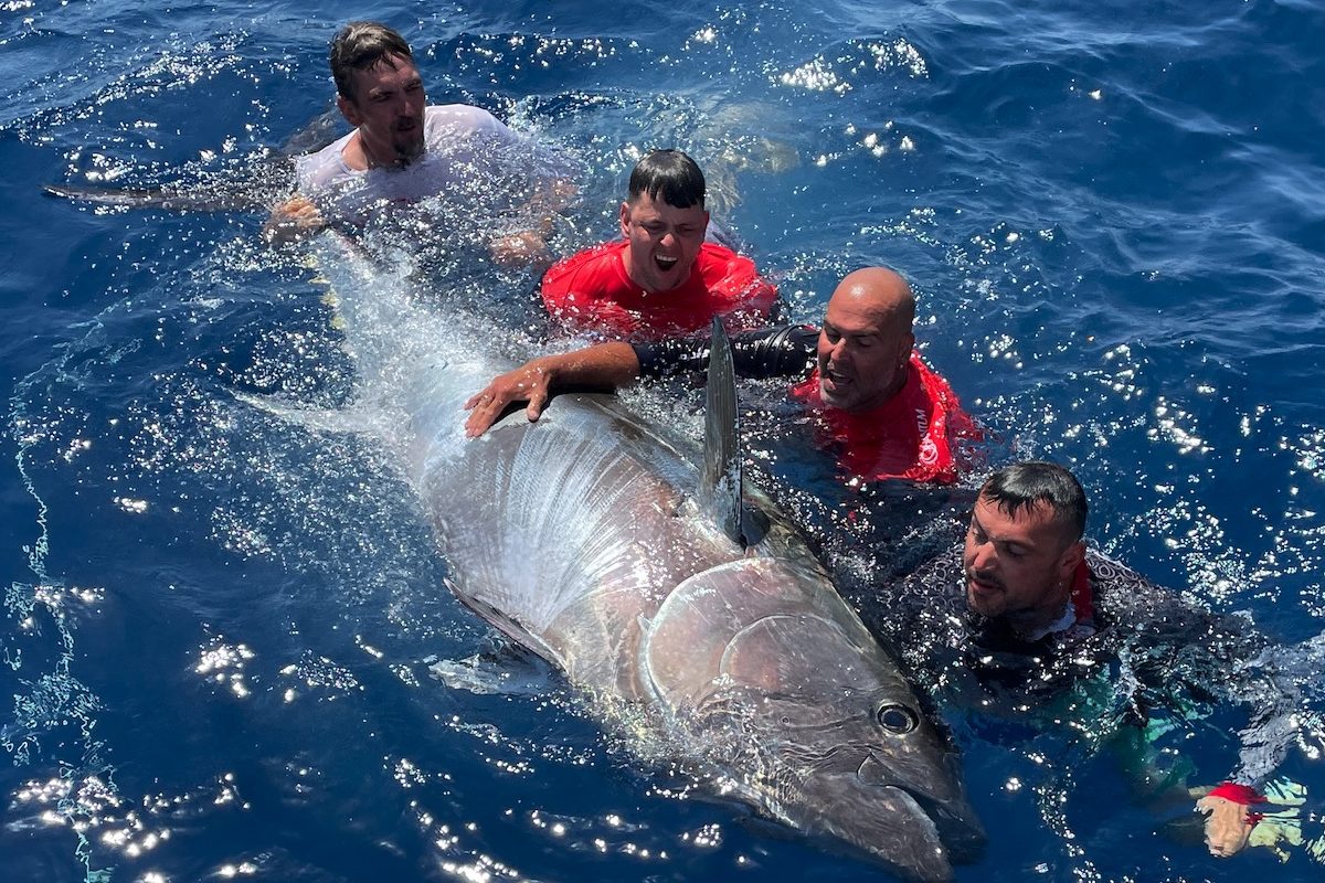 Ein massiver Fang gelang den Anglern vom Team Black Cat: Sie fingen einen 300 Kilogramm schweren Thunfisch vor Mallorca. Foto: Zebco Europe